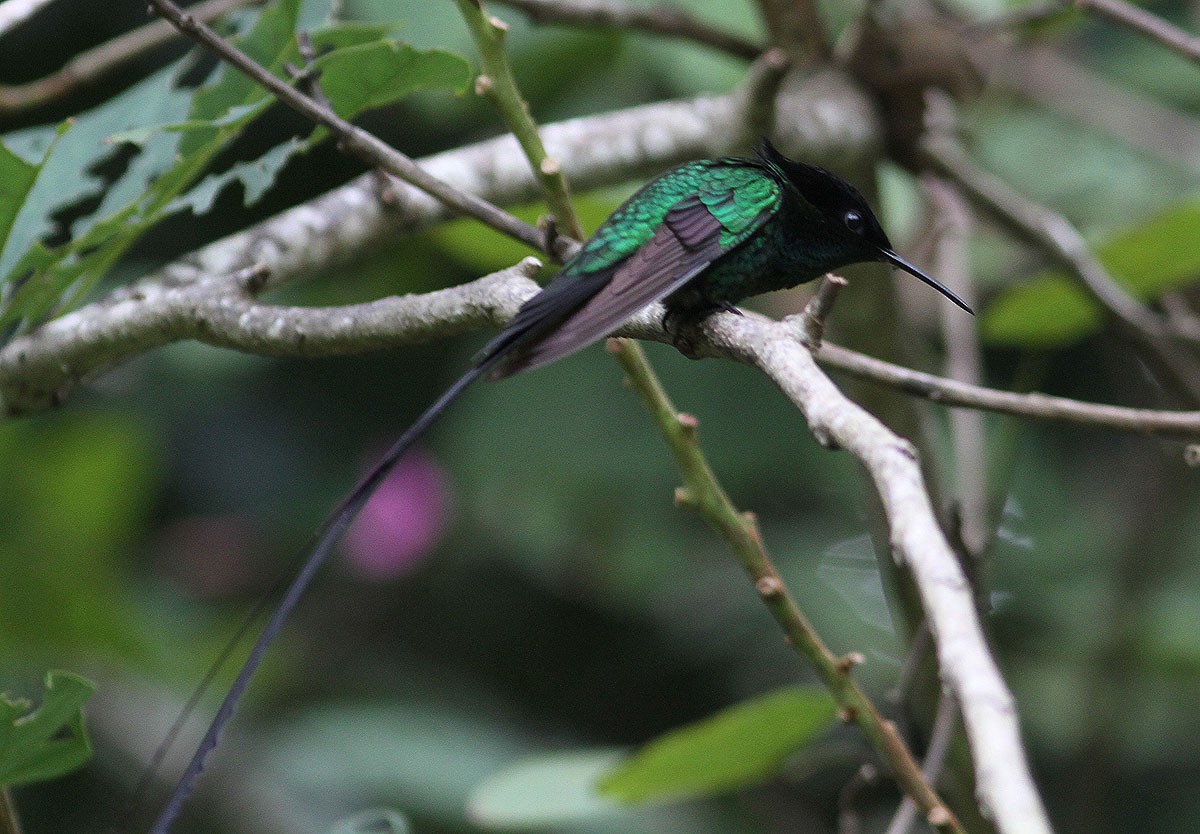 kolibřík černozobý - ML204700171