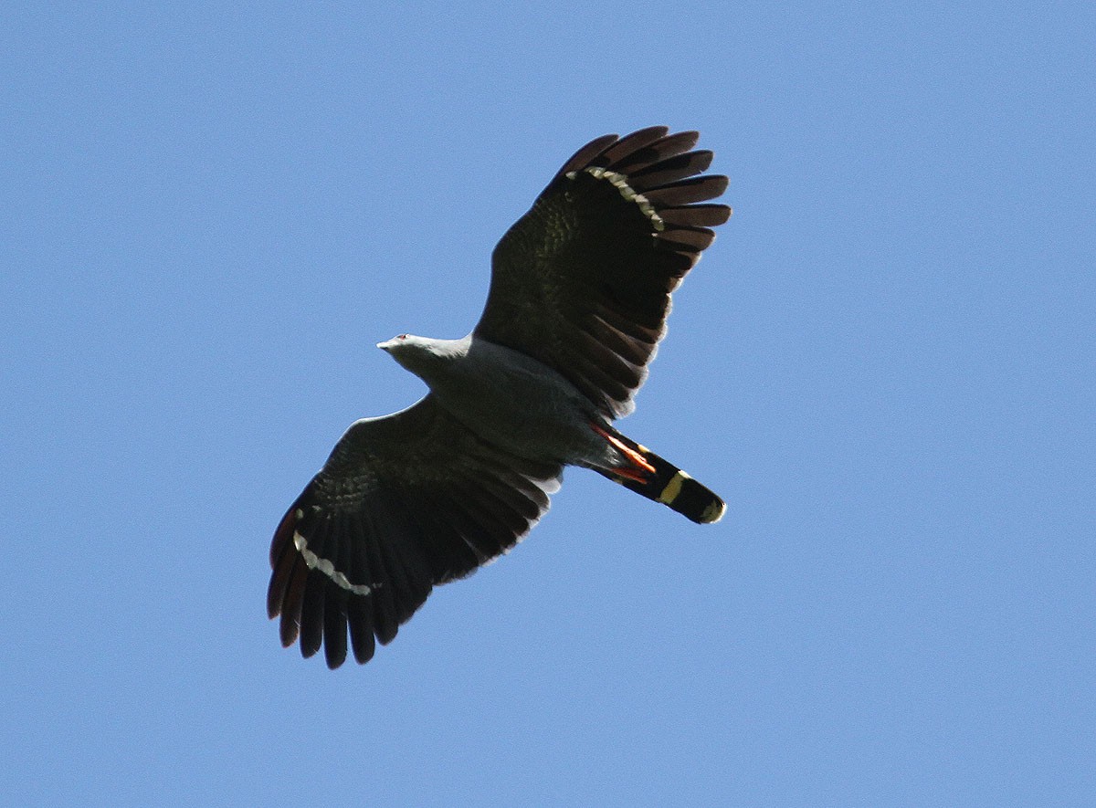Crane Hawk (Gray) - ML204700361