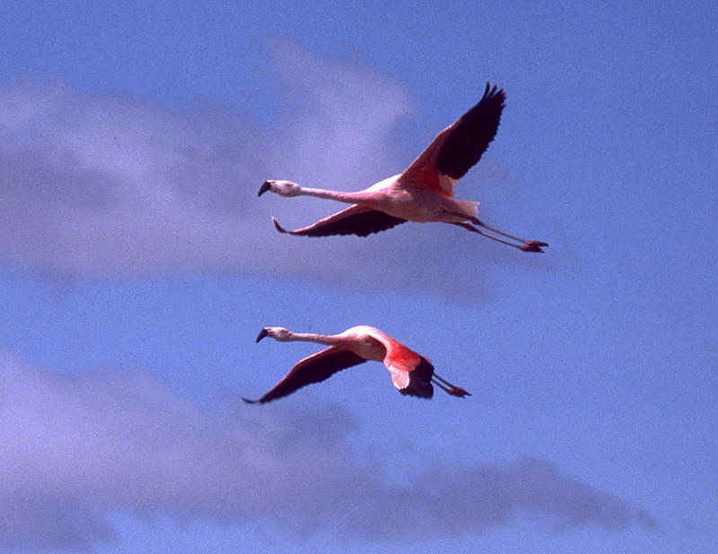 Şili Flamingosu - ML204700571