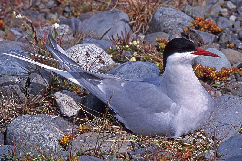 Arctic Tern - raniero massoli novelli