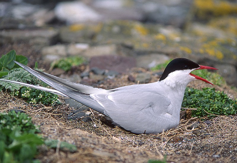 Arctic Tern - raniero massoli novelli
