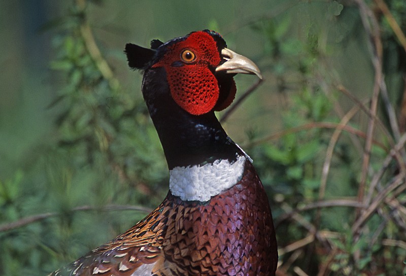 Ring-necked Pheasant - ML204700851