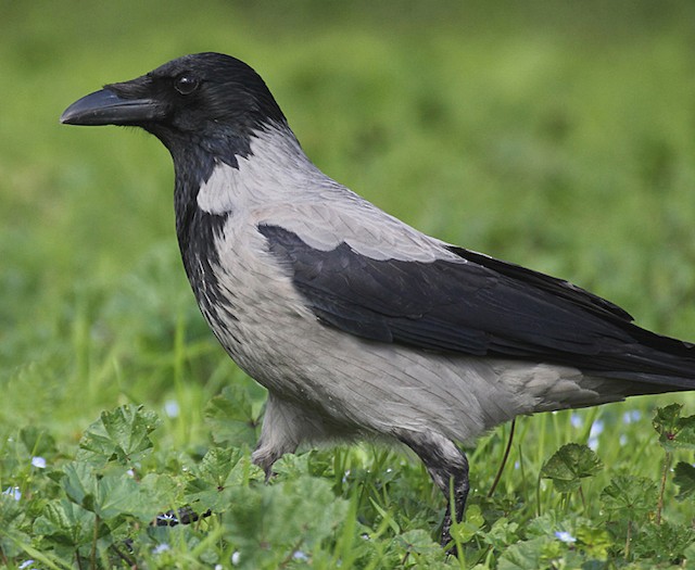 ズキンガラス Cornix グループ Ebird