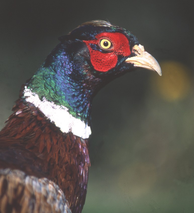 Ring-necked Pheasant - ML204701061