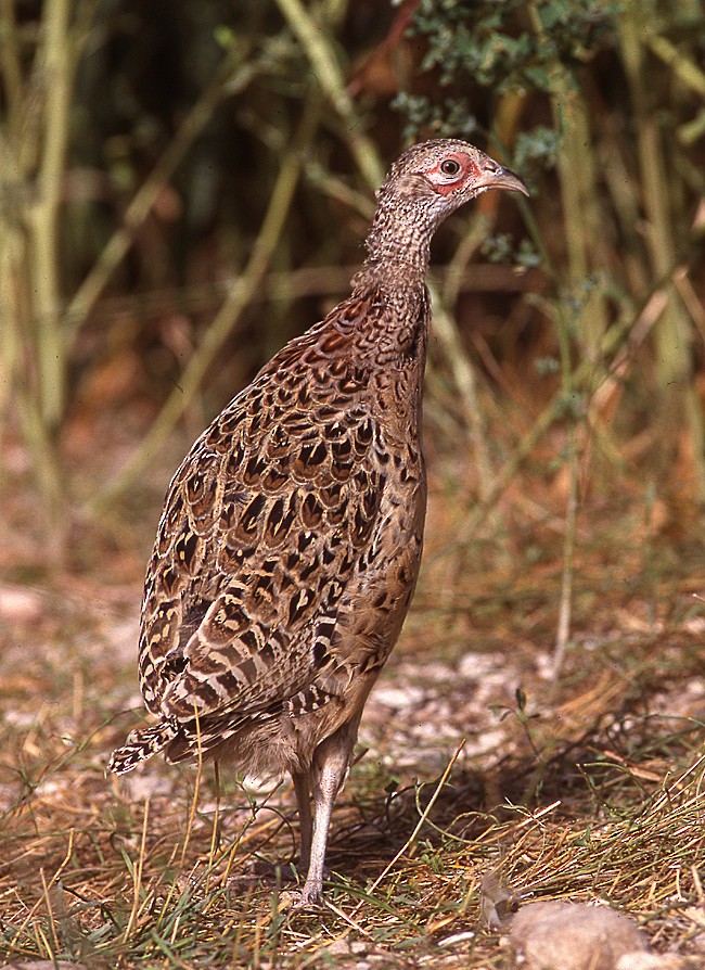 Ring-necked Pheasant - ML204701081
