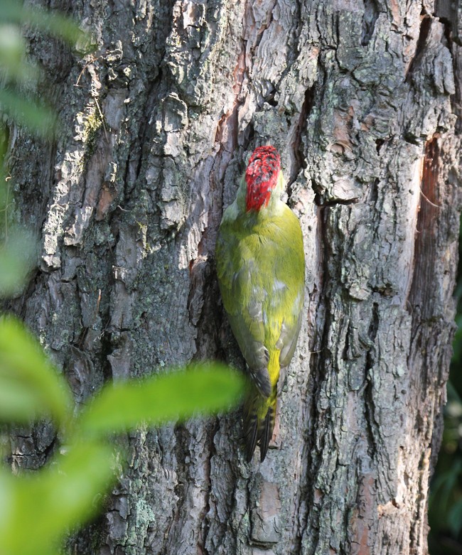Eurasian Green Woodpecker (Eurasian) - raniero massoli novelli