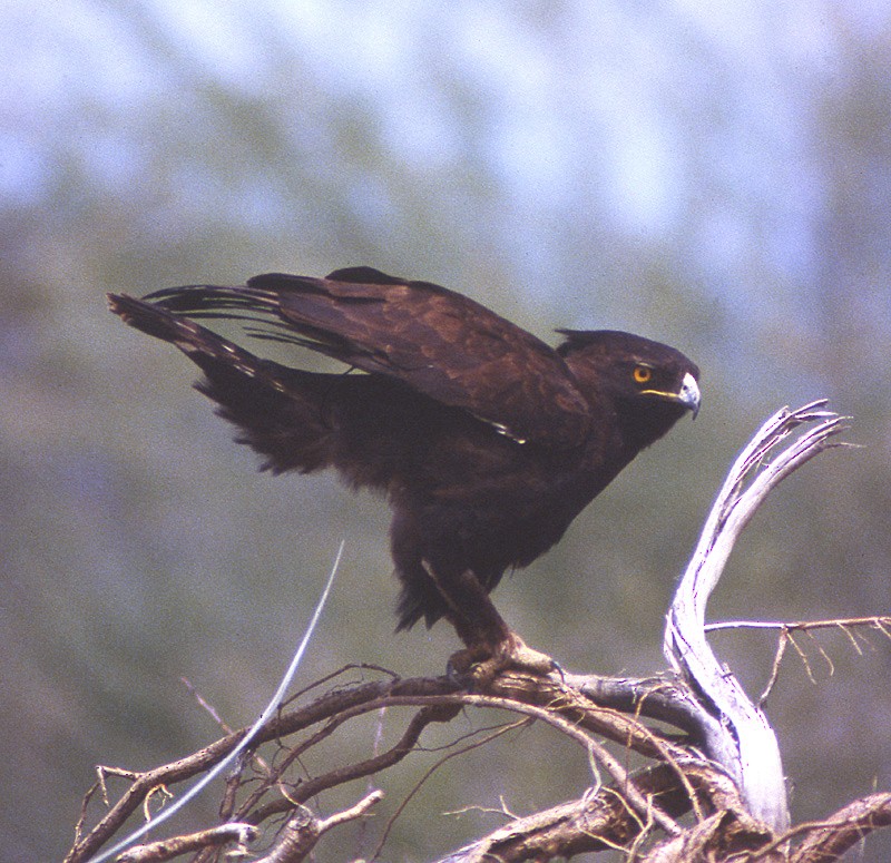 Long-crested Eagle - ML204701301