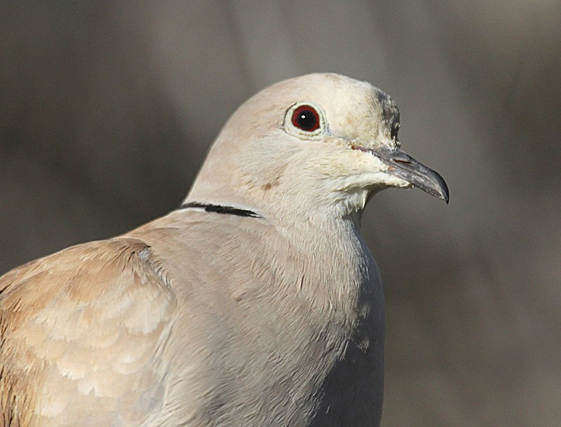 Eurasian Collared-Dove - raniero massoli novelli