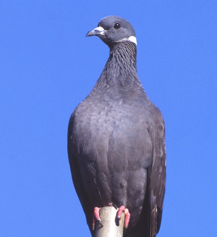 White-collared Pigeon - raniero massoli novelli