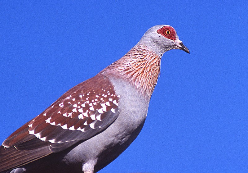 Speckled Pigeon - ML204701461