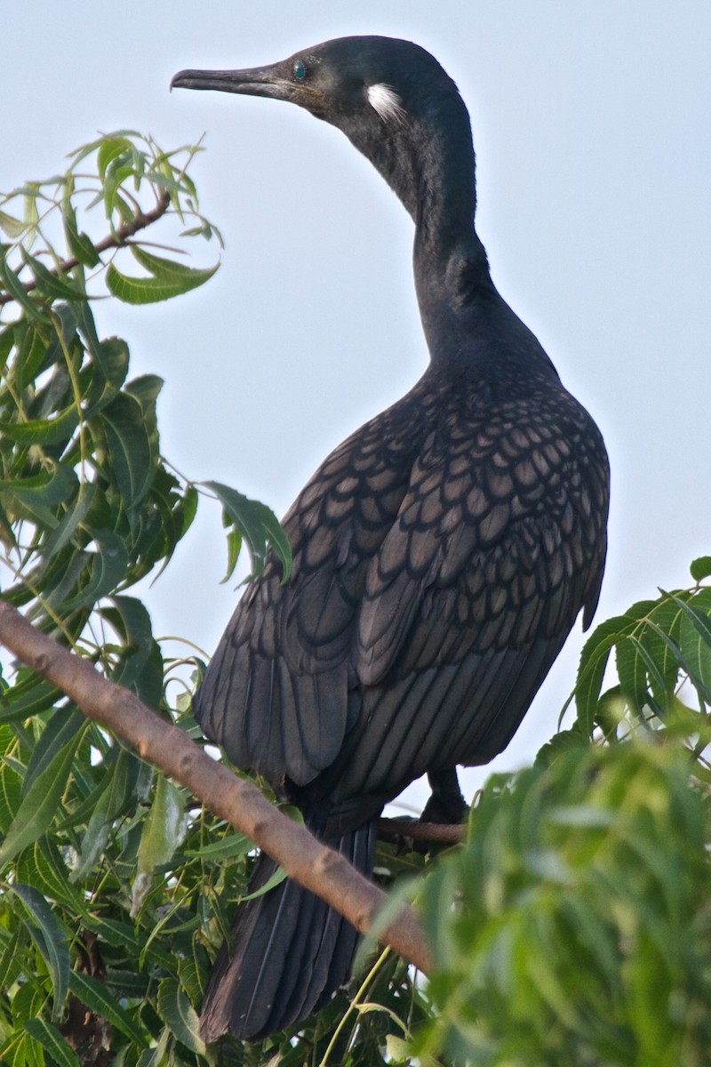 Indian Cormorant - Vasanthan Panchavarnam