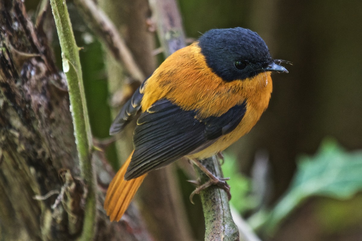 Black-and-orange Flycatcher - Vasanthan Panchavarnam