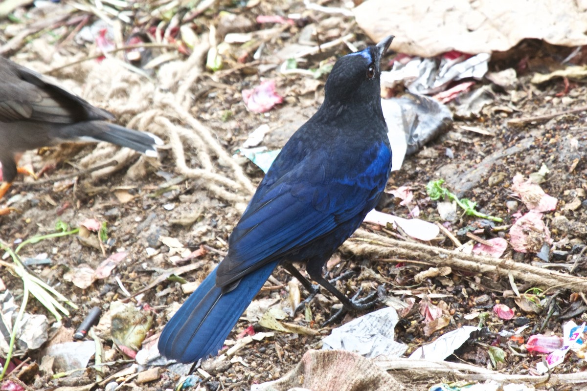 Малабарская синяя птица - ML204701921
