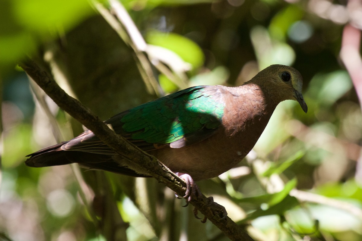 Asian Emerald Dove - Vasanthan Panchavarnam