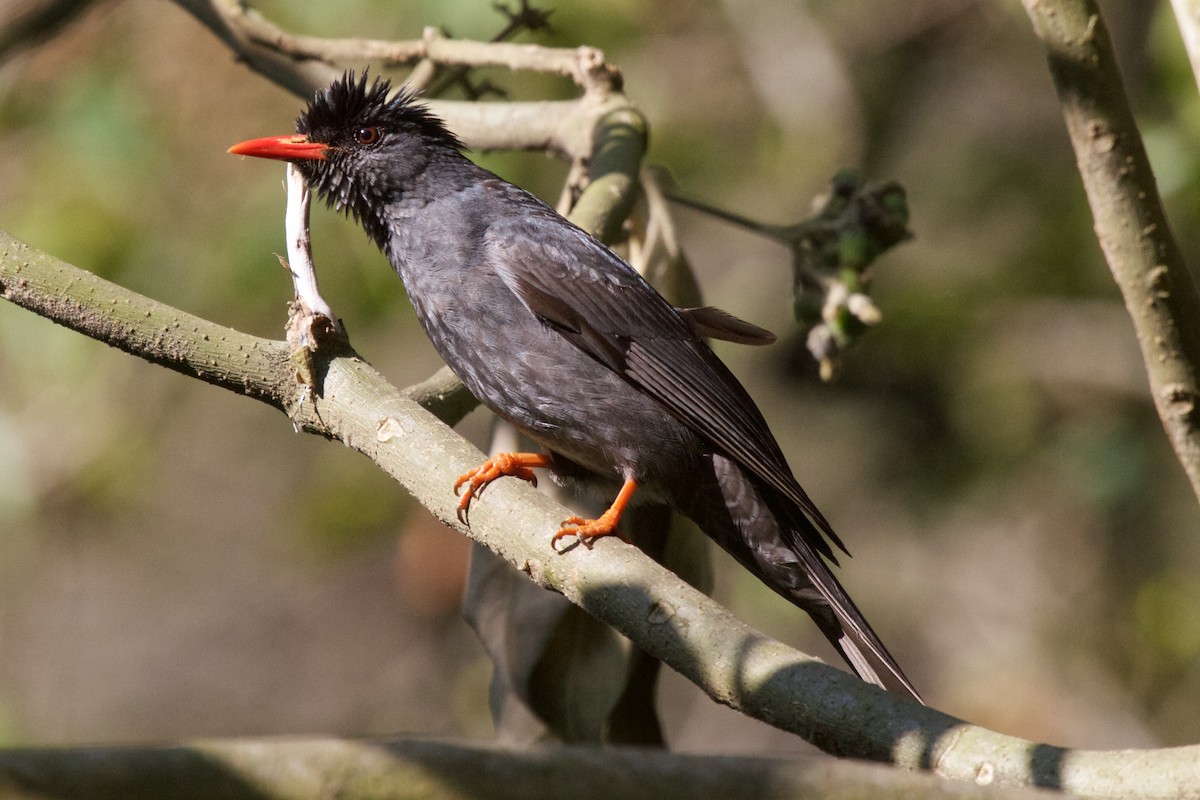Square-tailed Bulbul (Indian) - ML204702021