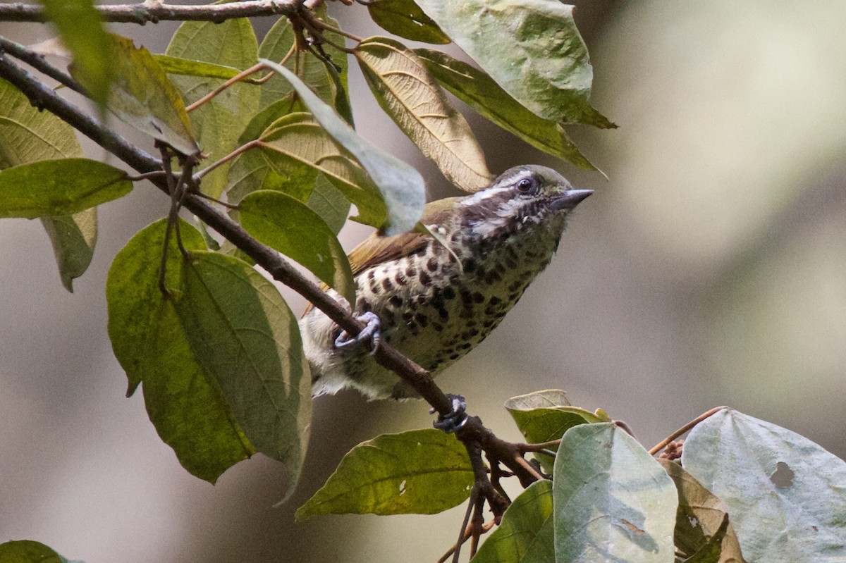 Speckled Piculet - ML204702211