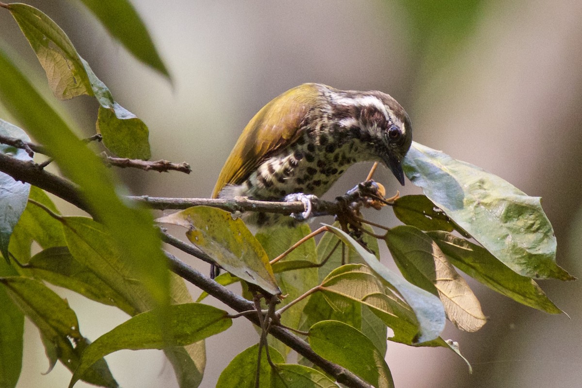Speckled Piculet - ML204702221