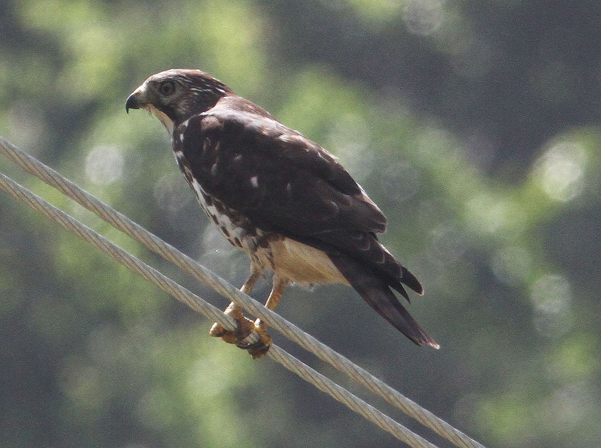 Broad-winged Hawk (Northern) - Mikko Pyhälä