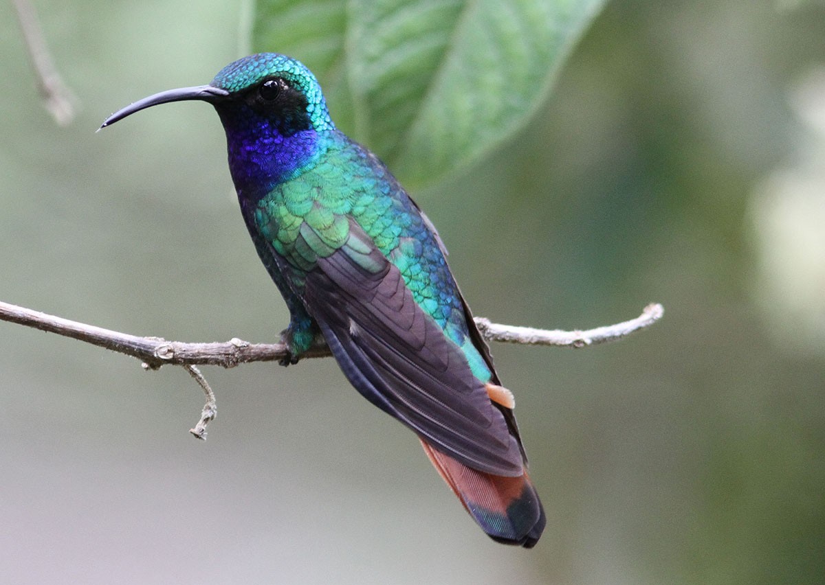 kolibřík azurovoprsý - ML204702611