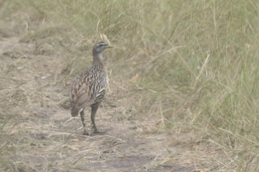 Double-spurred Spurfowl - ML20470291