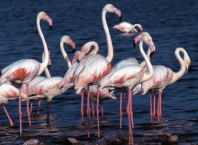 Greater Flamingo - raniero massoli novelli