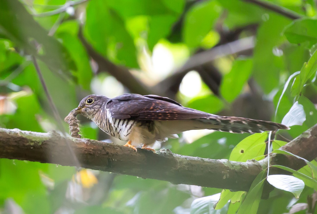 Olive Long-tailed Cuckoo - Jieles van Baalen