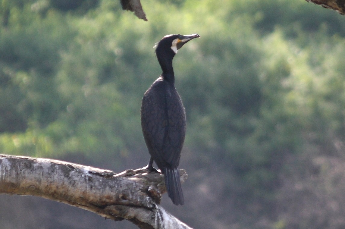 Great Cormorant (Eurasian) - Vasanthan Panchavarnam