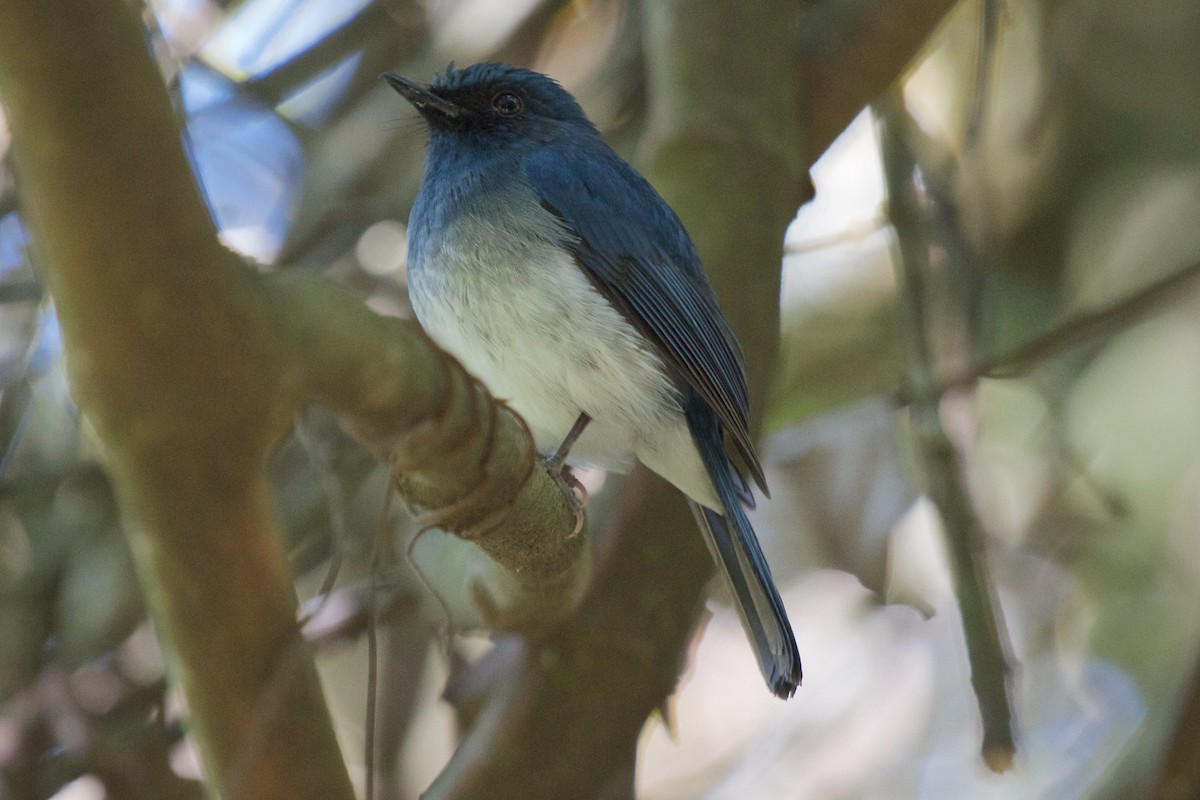 White-bellied Blue Flycatcher - Vasanthan Panchavarnam