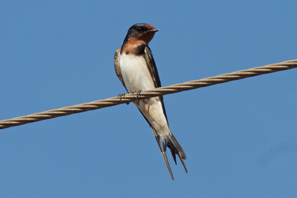 Barn Swallow - Vasanthan Panchavarnam