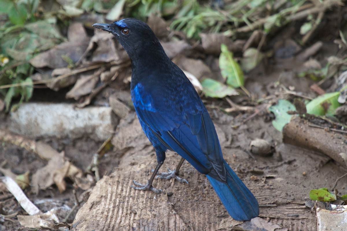 Малабарская синяя птица - ML204704241