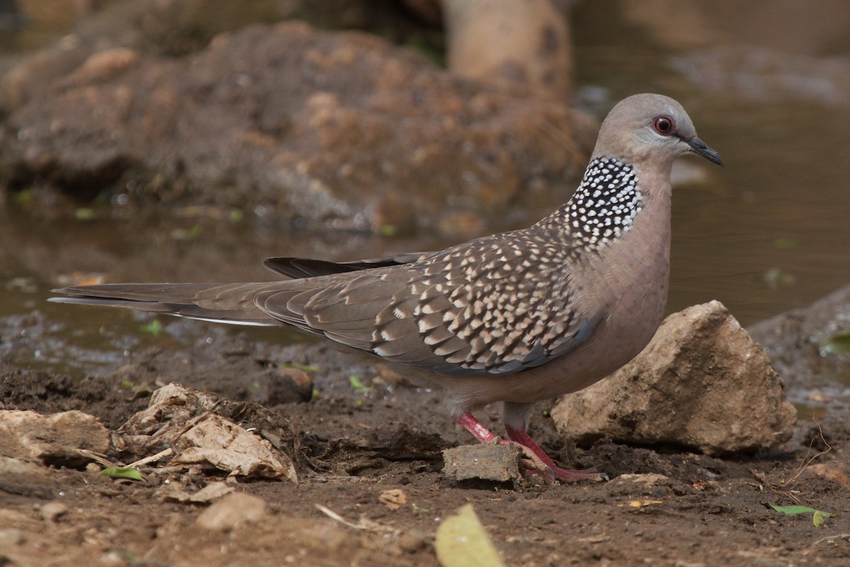 Spotted Dove (Western) - Vasanthan Panchavarnam