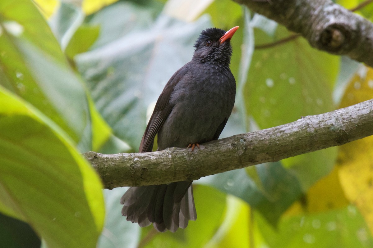 Square-tailed Bulbul (Indian) - ML204704401