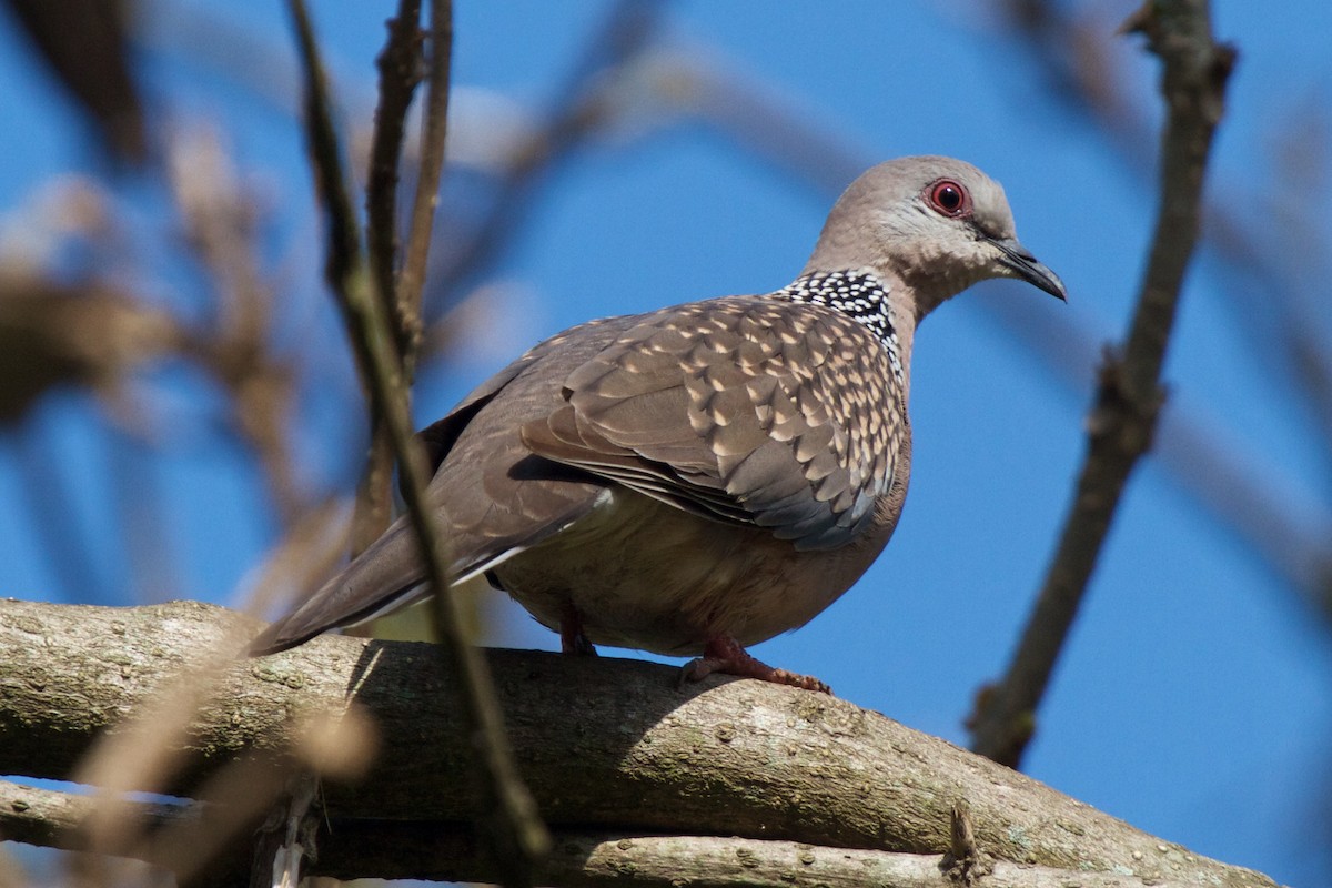 Spotted Dove (Western) - ML204704631