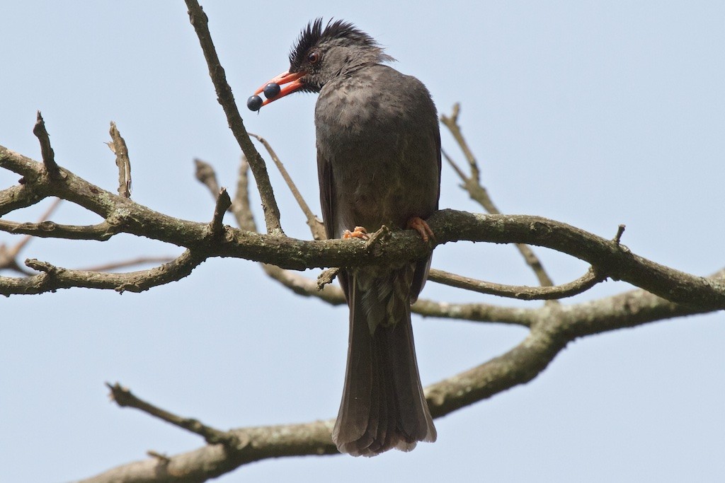 Square-tailed Bulbul (Indian) - ML204704641