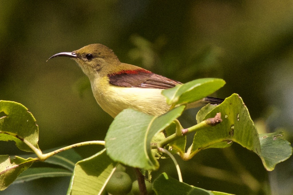 Crimson-backed Sunbird - Vasanthan Panchavarnam