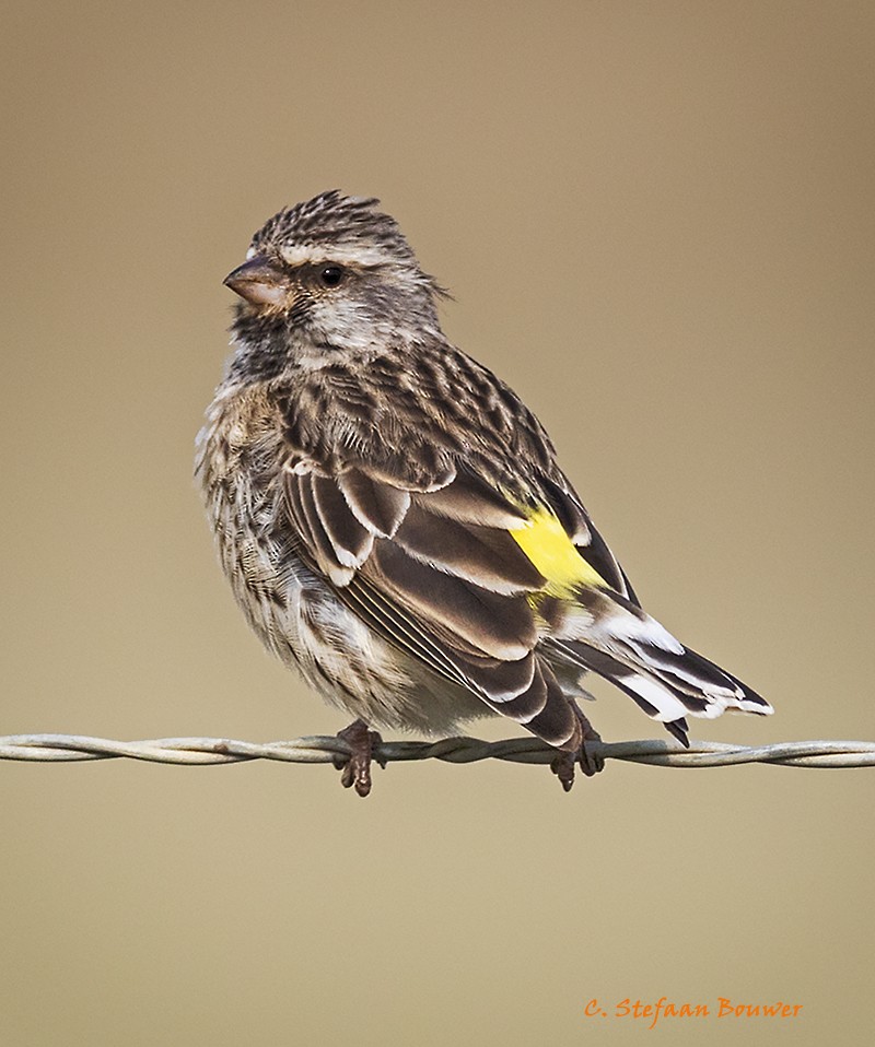 Black-throated Canary - Stefaan Bouwer