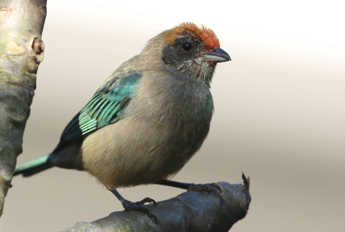 Burnished-buff Tanager (Rufous-crowned) - Mikko Pyhälä