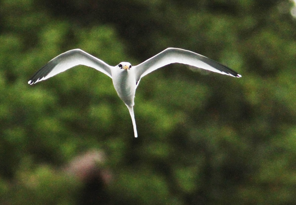 White-tailed Tropicbird (Atlantic) - Mikko Pyhälä