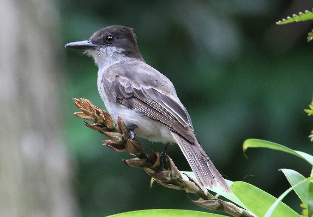 Loggerhead Kingbird (Puerto Rico) - Mikko Pyhälä