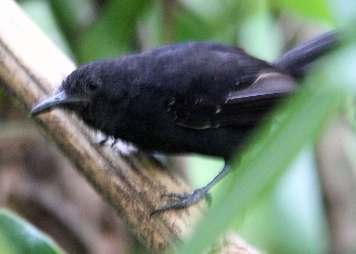 Blackish Antbird - ML204705271
