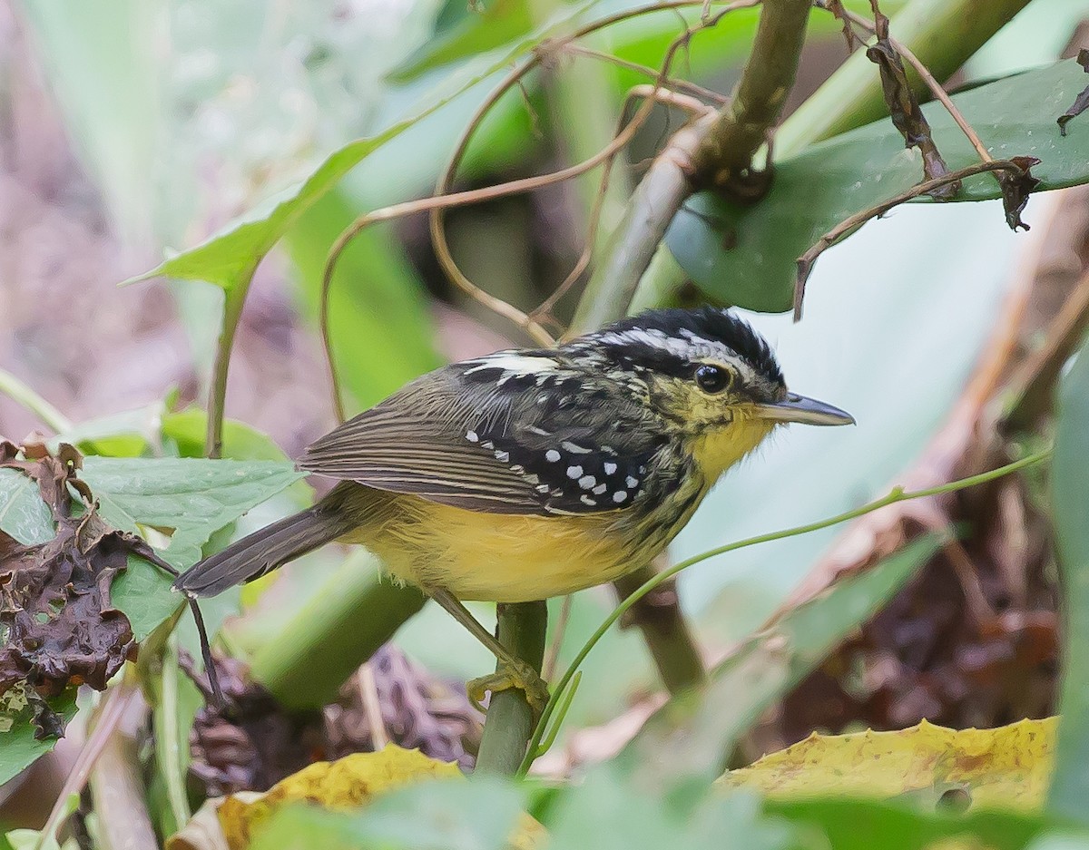 Yellow-breasted Warbling-Antbird - Jieles van Baalen