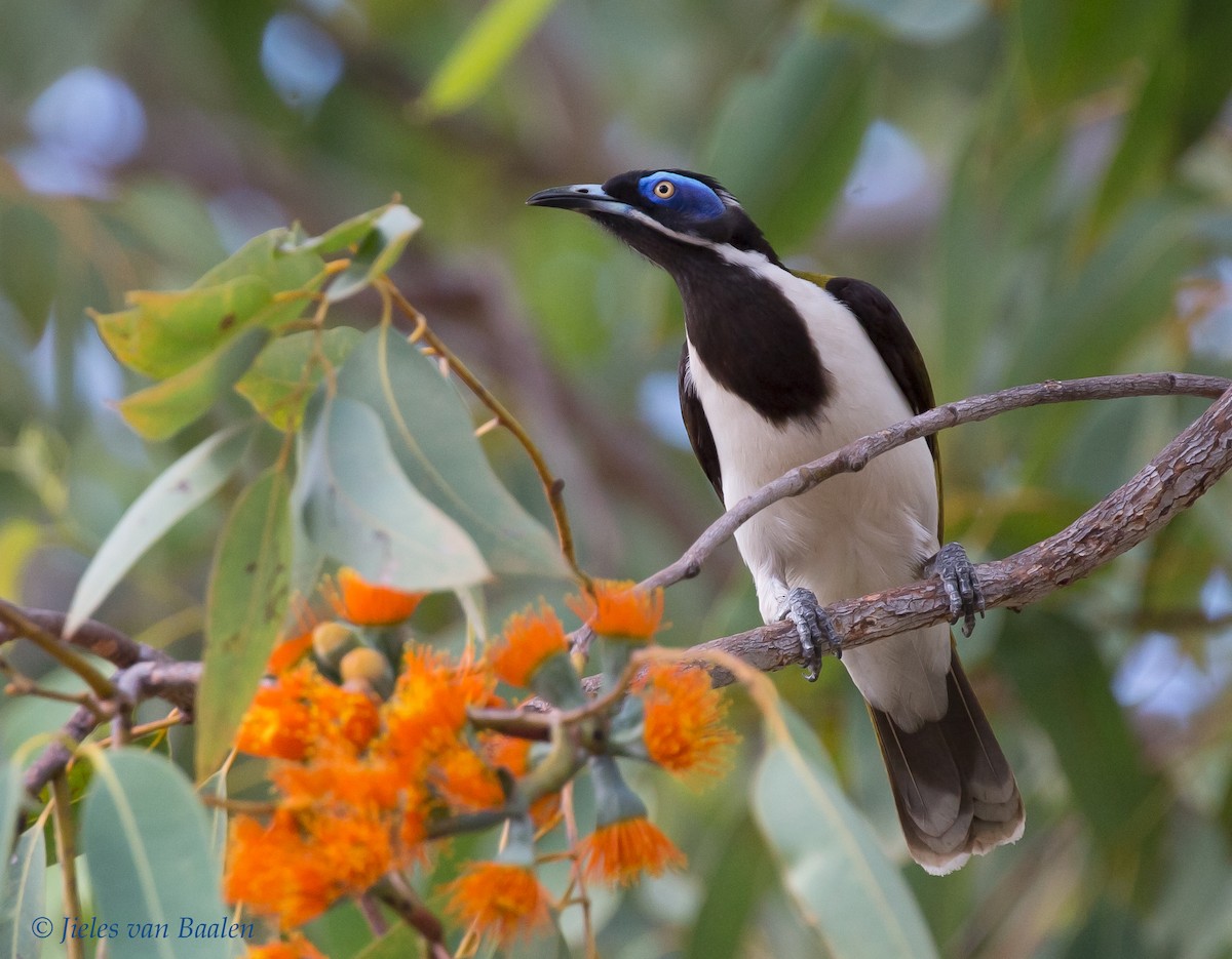 Blue-faced Honeyeater (White-quilled) - ML204705541