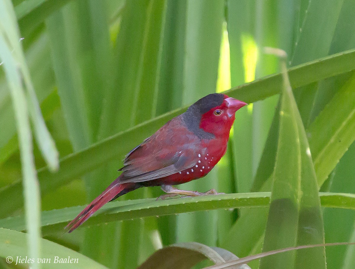 Crimson Finch (Black-bellied) - Jieles van Baalen