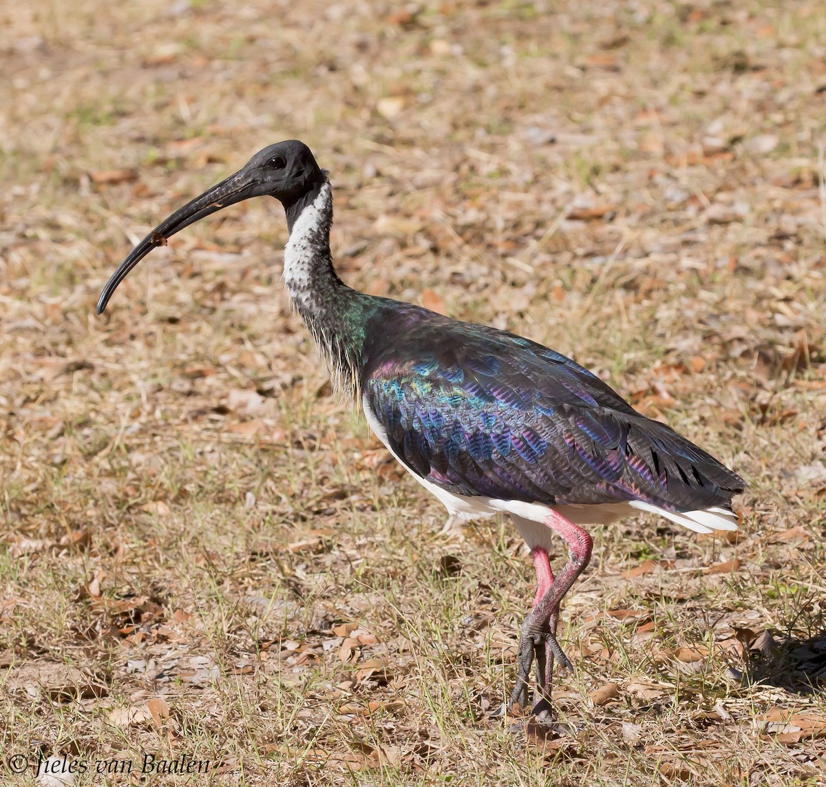 ibis slámokrký - ML204705651