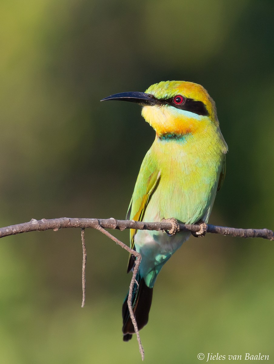 Rainbow Bee-eater - Jieles van Baalen