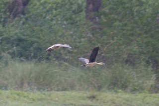 Lesser Whistling-Duck, ML204706151