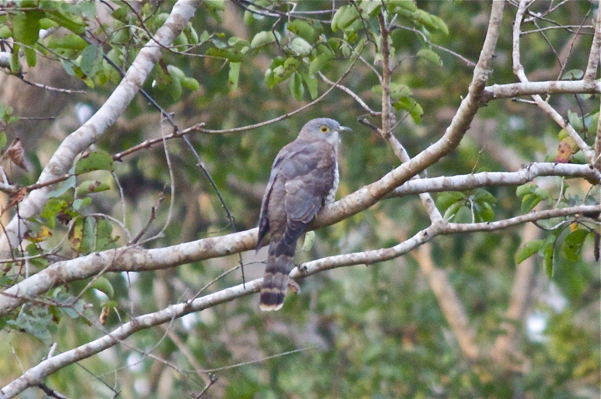 Common Hawk-Cuckoo - Vasanthan Panchavarnam
