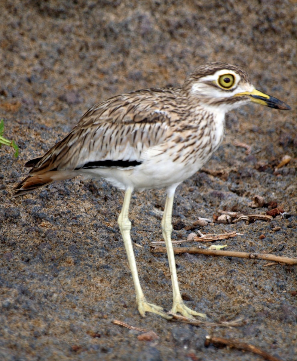 Water Thick-knee - Nick Cairns