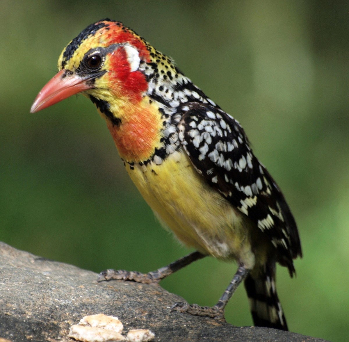 Red-and-yellow Barbet - Nick Cairns