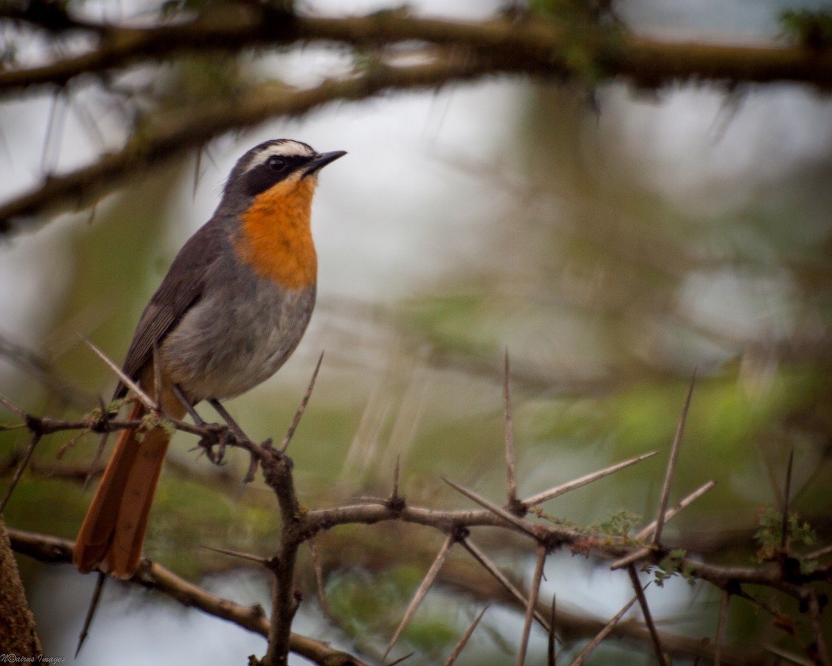 Cape Robin-Chat - Nick Cairns